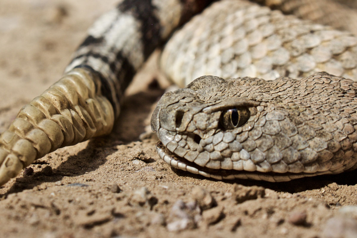 Animal Sagrado do Feng Shui – A Serpente - Motivo Arte