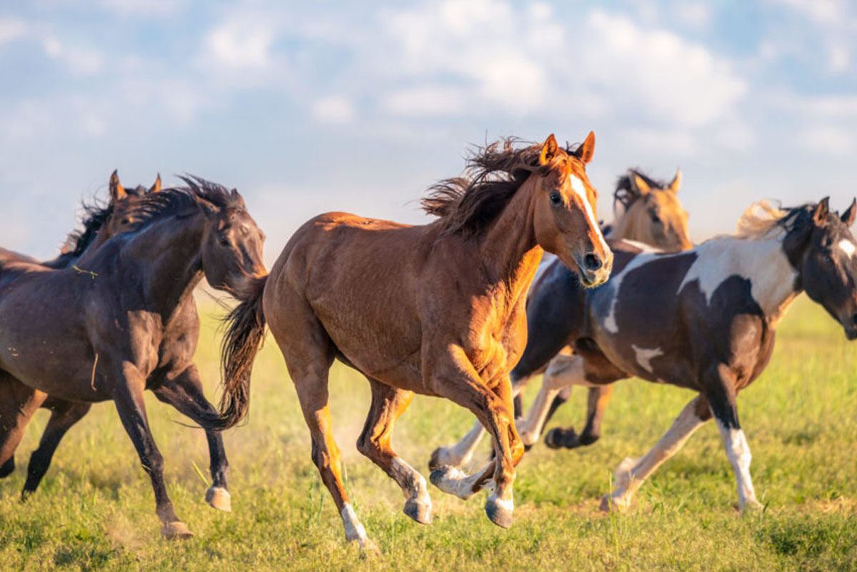 Sonhar com cavalo - Principais significados para esse sonho