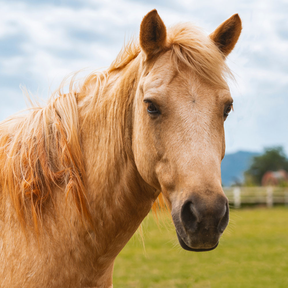 Significado do Cavalo: Simbologia Espiritual e Mística 🐎