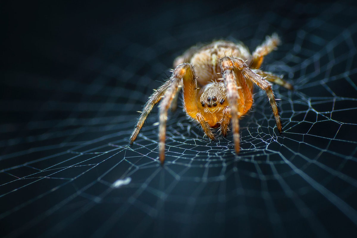 animal de poder aranha