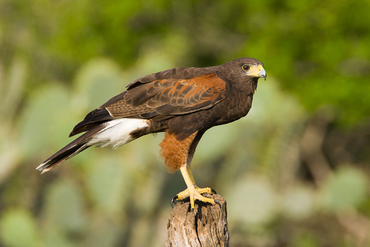 animal de poder falcão