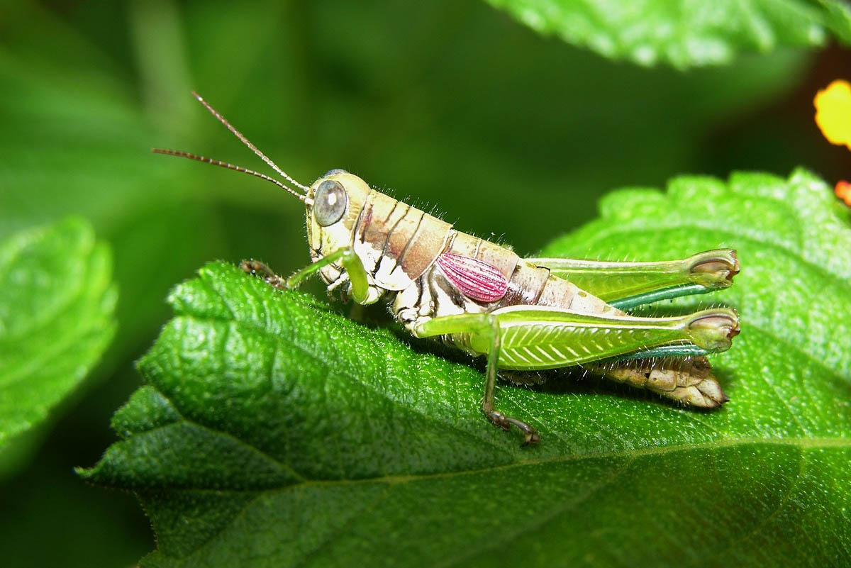 animal de poder grilo