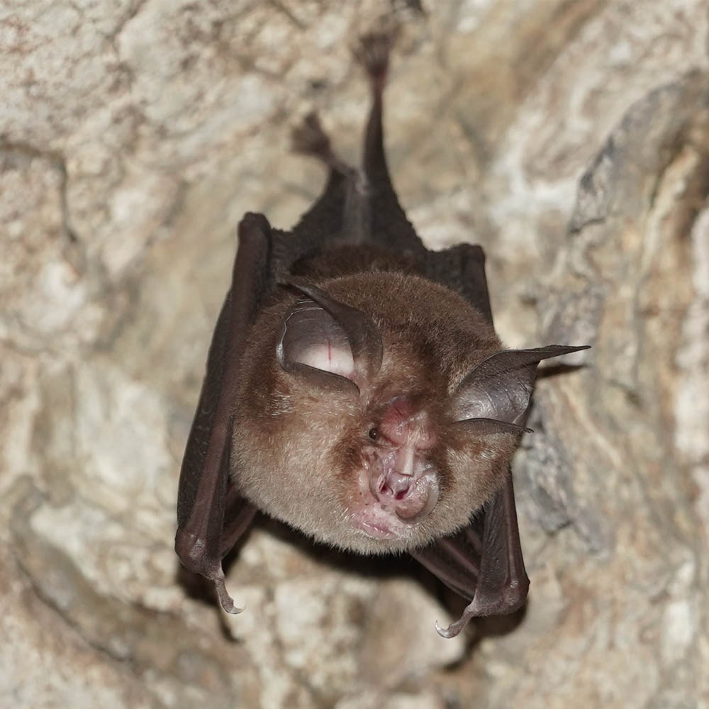 morcego animal de poder