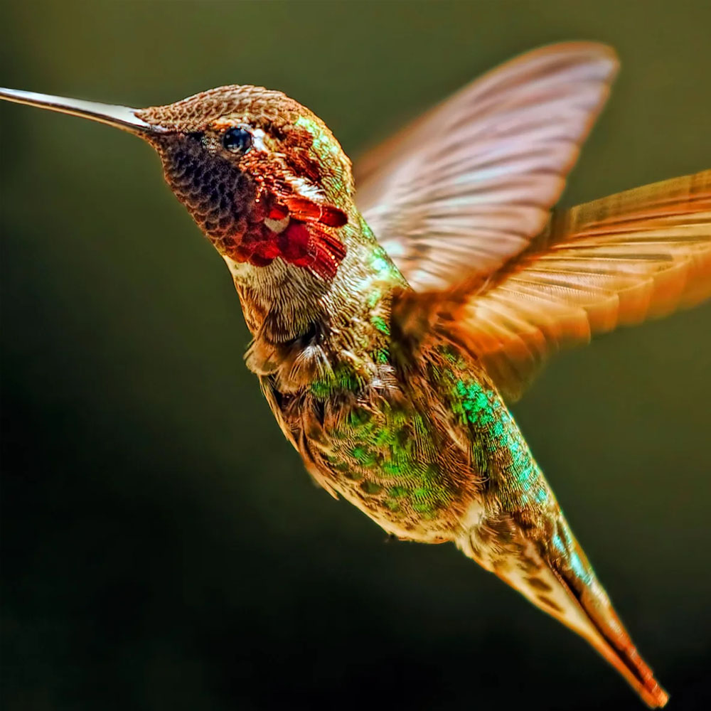 animal de poder beija-flor